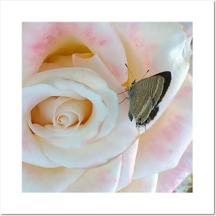 Butterfly on pink rose Posters and Art